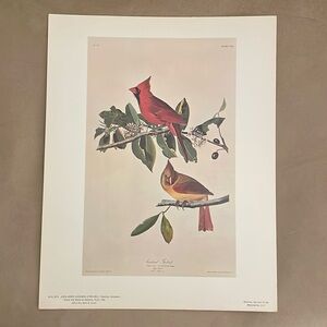 Vintage Audubon Print! Frinuilla Cardinalis Bright & Bold Colors! RARE!